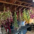 flowers hanging from a roof