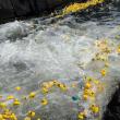 Ducks in the chute and heading toward the harbor finish line...