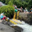 Start of the race... ducks away!