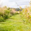 grassy path