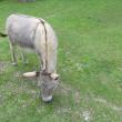 Sicilian donkeys have prominent stripes down their flanks. Photo by Kay Stephens