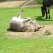 Henry showing his dirt-rolling skills. Photo by Kay Stephens