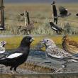Lark buntings are very rarely detected in Maine. This graphic, from the "Crossley ID Guide to Eastern Birds," shows males, females, and immature birds in their typical rangeland habitat in the Midwest. A female-plumaged bird was found and photographed as it fed on dandelion seeds at the Bar Harbor Airport on June 1. (Image by Richard Crossley, courtesy Wikimedia Commons.)