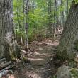 forest trail between trees