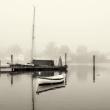 Pea Pod Fog photo