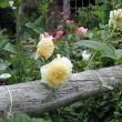 roses against a log fence