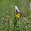 With its long, forked tail, the appropriately named scissor-tailed flycatcher is a striking bird in the open lands of its breeding range from northern Mexico across Texas and north to Kansas. Several have been sighted in Maine this spring and early summer. (Photo by Andy Reago & Chrissy McClarren, courtesy of Wikimedia Commons.)