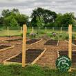 raised beds 