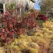 tall vegetation
