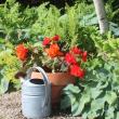 potted plant, watering can