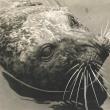 Andre the seal