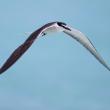 Bridled terns nest on islands across the tropics no closer to Maine than the Bahamas. One has been spotted around tern colonies from Eastern Egg Rock off New Harbor south to Stratton Island off Scarborough. Photo by JJ Harrison, courtesy of Wikimedia Commons.
