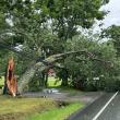 A Belfast tree came down in the road, cutting power. (Photo courtesy Central Maine Power)
