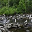 Gulls gather on rocks