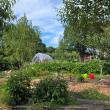 garden with greenhouse in background