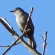 Approximately half of the world's birds are named according to one of their physical features such as their color. The gray catbird is one of them. Photo courtesy of Jeff Wells. 