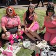 Pink Flamingoes