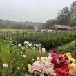 (Photo courtesy Dooryard Farm)