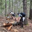 males sawing logs