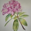 painting of rhododendrons