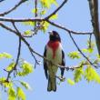 The term "rose" to describe the color on the breast of the rose-breasted grosbeak is among the more unusual of the color terms used in bird names. Photo courtesy of Jeff Wells.
