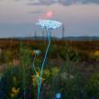 blue flower