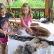 Merryspring Nature Center will host a free family program called “Wildlife Detectives” on Friday, August 4 at 10:00 am.