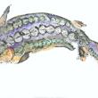 painting of a fish