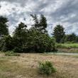 On Main Street in Rockport, a large tree fell across the road, cutting power to hundreds of Central Maine Power customers in Rockport. (Photo courtesy Karin Lockwood)