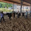 teens walking cows