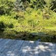 dock and pond