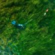 diver collects reproductive shoots from an eelgrass meadow