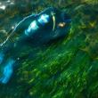 diver collects reproductive shoots from an eelgrass meadow