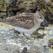 Least sandpipers are tiniest of North America's shorebirds. They are regular migrants across the state in the fall. Courtesy of Jeff Wells