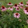 Hannah Howland, Perennial Manager at Plants Unlimited, will lead an outdoor presentation on Native Perennials at Merryspring Nature Center on Tuesday, August 25 at 12:00 pm.