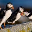 puffins on large rock
