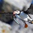 puffin flying through air 