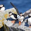 puffins on eastern egg rock with herring in its mouth