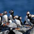 group of puffins perched on rocks