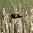 Red-winged blackbirds are among the birds species that are declining in Maine. More than fifty percent of the blackbird family worldwide are showing declines. Photo courtesy of Jeff Wells.