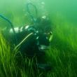 diver collecting eelgrass