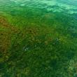 Divers explore an eelgrass bed