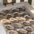Oysters