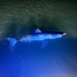 shark in water