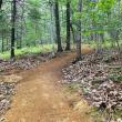 trail in the woods