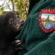 bear cub hanging on to jacket