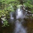 river under branches
