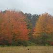 trees