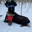 Maine state moose expert Lee Kantor will lead an outdoor presentation on Maine Moose at Merryspring Nature Center on Tuesday, September 8 at 12:00 pm.