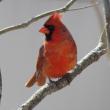 A set of sibling young northern cardinals have been noisily begging for food all day in the authors' yard. Northern cardinals are able to nest at least three times in a season, if the weather allows it—an increasing likelihood here in Maine, with the advance of climate change. Photo courtesy of Allison Childs Wells